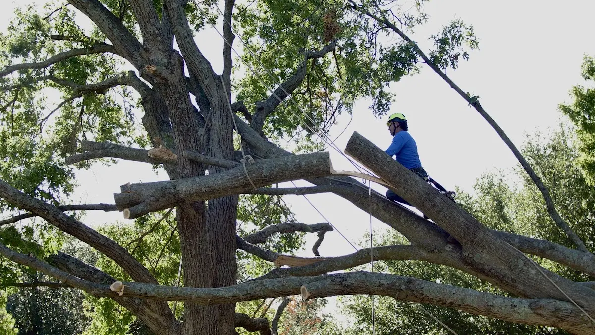 Professional Crown Thinning performed by certified arborists in Emporia